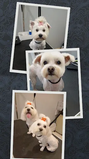 PAKO Pielęgnacja psów i kotów